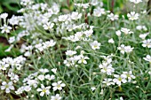 CERASTIUM TOMENTOSUM