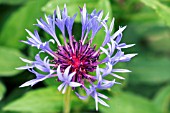 CENTAUREA AMETHYST SERIES