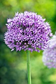 ALLIUM ROSENBACHIANUM