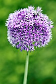 ALLIUM ROSENBACHIANUM