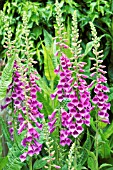 DIGITALIS PURPUREA