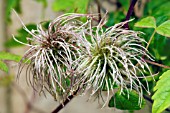 CLEMATIS MACROPETALA BLUE BIRD SEEDHEADS