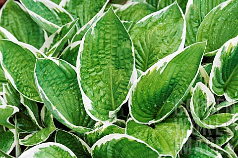 HOSTA_FORTUNEI_FRANCEE