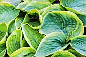 HOSTA WIDE BRIM