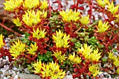 SEDUM OBTUSATUM