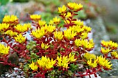 SEDUM OBTUSATUM