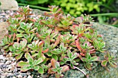 SEDUM SPURIUM VARIEGATUM