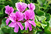 PELARGONIUM PELTATUM CASCADE PINK