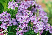 NEMESIA FRUCTICANS MIRABELLE