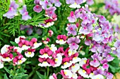 NEMESIA MIRABELLE AND PURPLE BICOLOUR