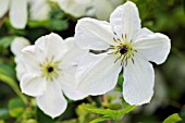 CLEMATIS MARIA CORNELIA