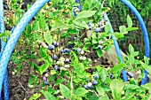 BLUEBERRY OZARKABLUE WITH NETTING