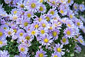 ASTER DUMOSUS WOODS BLUE