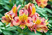 ALSTROEMERIA PARIGO CHARM