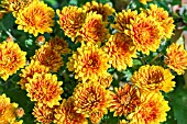 CHRYSANTHEMUM X MORIFOLIUM SUNBEAM BRONZE