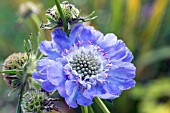 SCABIOSA CAUCASIA PERFECTA BLUE