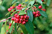 COTONEASTER HYBRIDUS PENDULUS