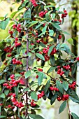 COTONEASTER HYBRIDUS PENDULUS