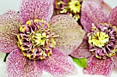 HELLEBORUS ORIENTALIS TUTU