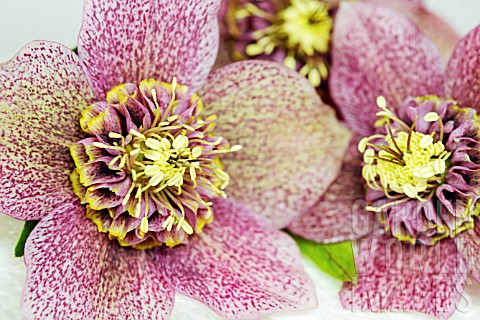 HELLEBORUS_ORIENTALIS_TUTU