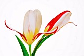 TULIPA JOHANN STRAUSS