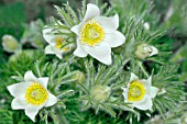 PULSATILLA VULGARIS BELLS WHITE