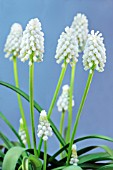 MUSCARI AUCHERI WHITE MAGIC