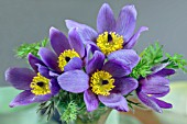 VASE OF PULSATILLA VULGARIS BELLS VIOLET