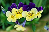 VIOLA X WITTROCKIANA RADIANCE PURPLE & YELLOW