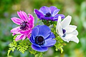 ANEMONE CORONARIA