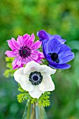 ANEMONE CORONARIA IN A GLASS VASE