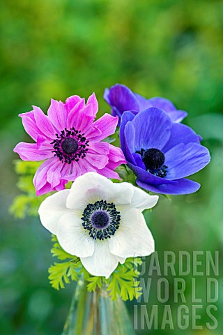 ANEMONE_CORONARIA_IN_A_GLASS_VASE