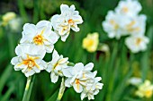 NARCISSUS CHEERFULNESS