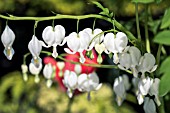 DICENTRA SPECTABILIS ALBA