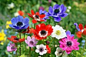 ANEMONE CORONARIA DE CAEN GROUP