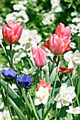 TULIPA PRETTY PRINCESS WITH NARCISSUS PUEBLO AND ANEMONES