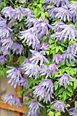 CLEMATIS MACROPETALA BLUE BIRD