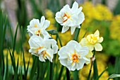 NARCISSUS CHEERFULNESS