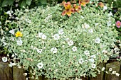 SILENE UNIFLORA DRUETTS VARIEGATED