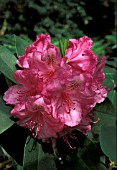 RHODODENDRON PINK PEARL,  PINK, FLOWERS, CLOSE UP