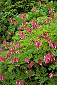 DICENTRA FORMOSA,  BLEEDING HEARTS