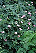 GERANIUM ENDRESSII (AGM), (ENDRESS CRANES BILL)