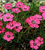 DIANTHUS INSHRIACH DAZZLER