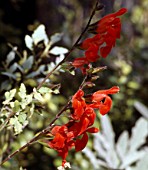 Salvia blepharophylla