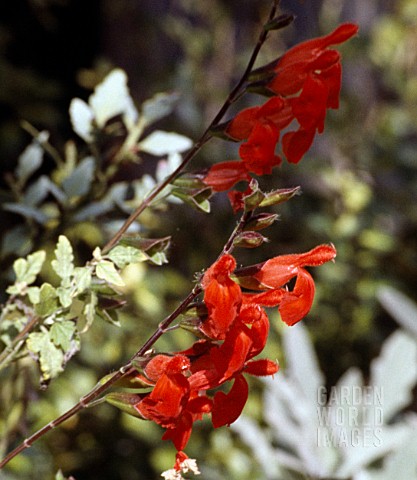 Salvia_blepharophylla
