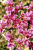 RHODODENDRON AMOENA, (AZALEA AMOENA)