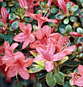 Rhododendron Sakata Red, (Syn. Azalea Kurume Red)
