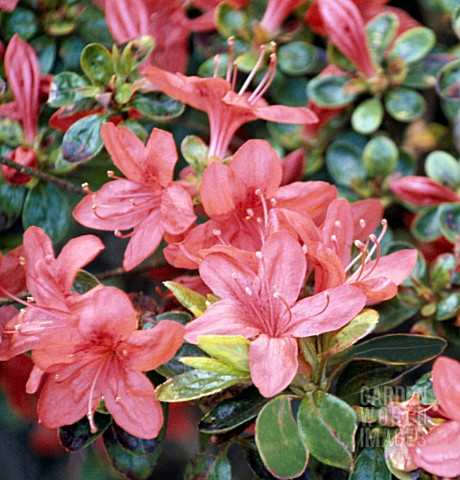 Rhododendron_Sakata_Red_Syn_Azalea_Kurume_Red