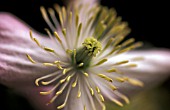 CLEMATIS MONTANA ELIZABETH SHOWING ANTHERS