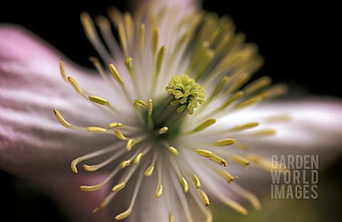 CLEMATIS_MONTANA_ELIZABETH_SHOWING_ANTHERS